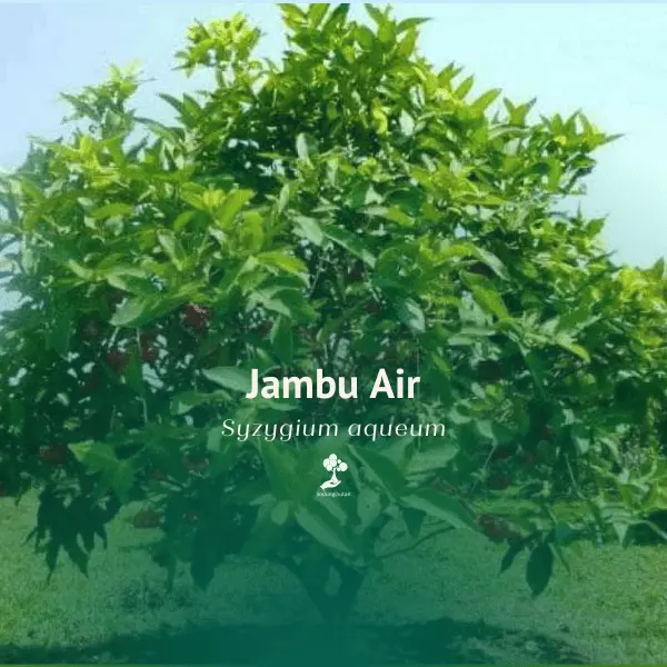 Jambu Air (Syzygium aqueum)